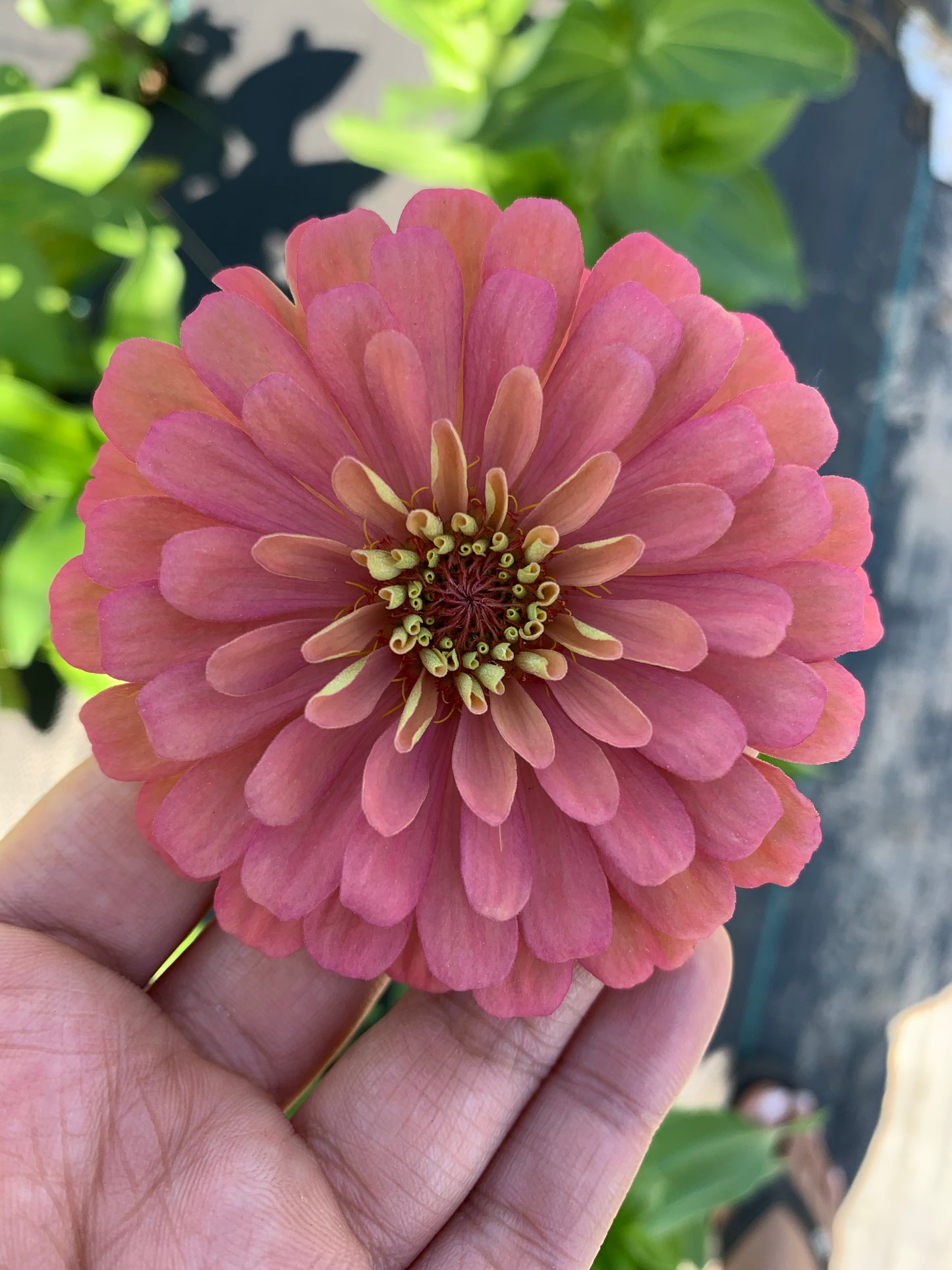 Dreamland Coral Zinnia Seeds