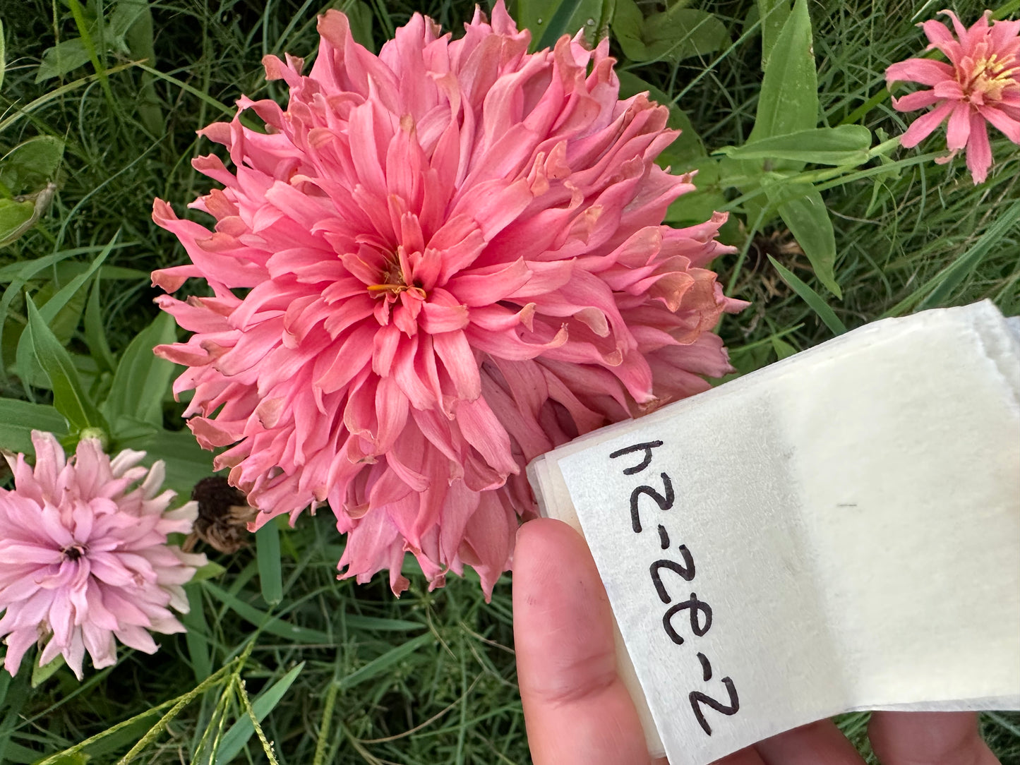 Spun Sugar Cactus Zinnia Seeds