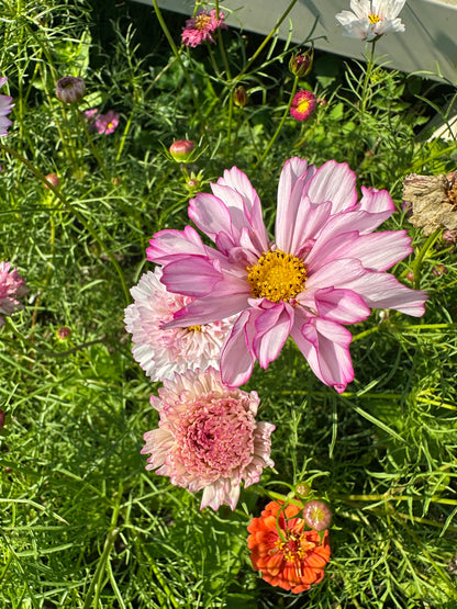 Cosmos Muted Breeding Project Cut Flower Seed