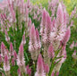 Flamingo Feather Celosia Cut Flower Seeds