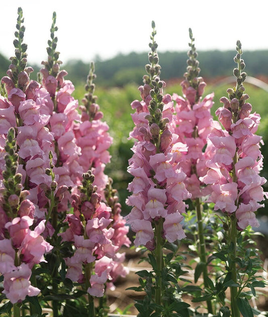 Cannes Lavender II-III
(F1) Snapdragon Cut Flower Seed