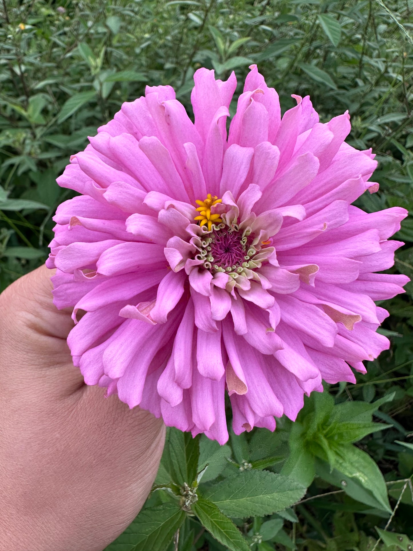 Strawberry & Cream Mix Zinnia Seed Mix