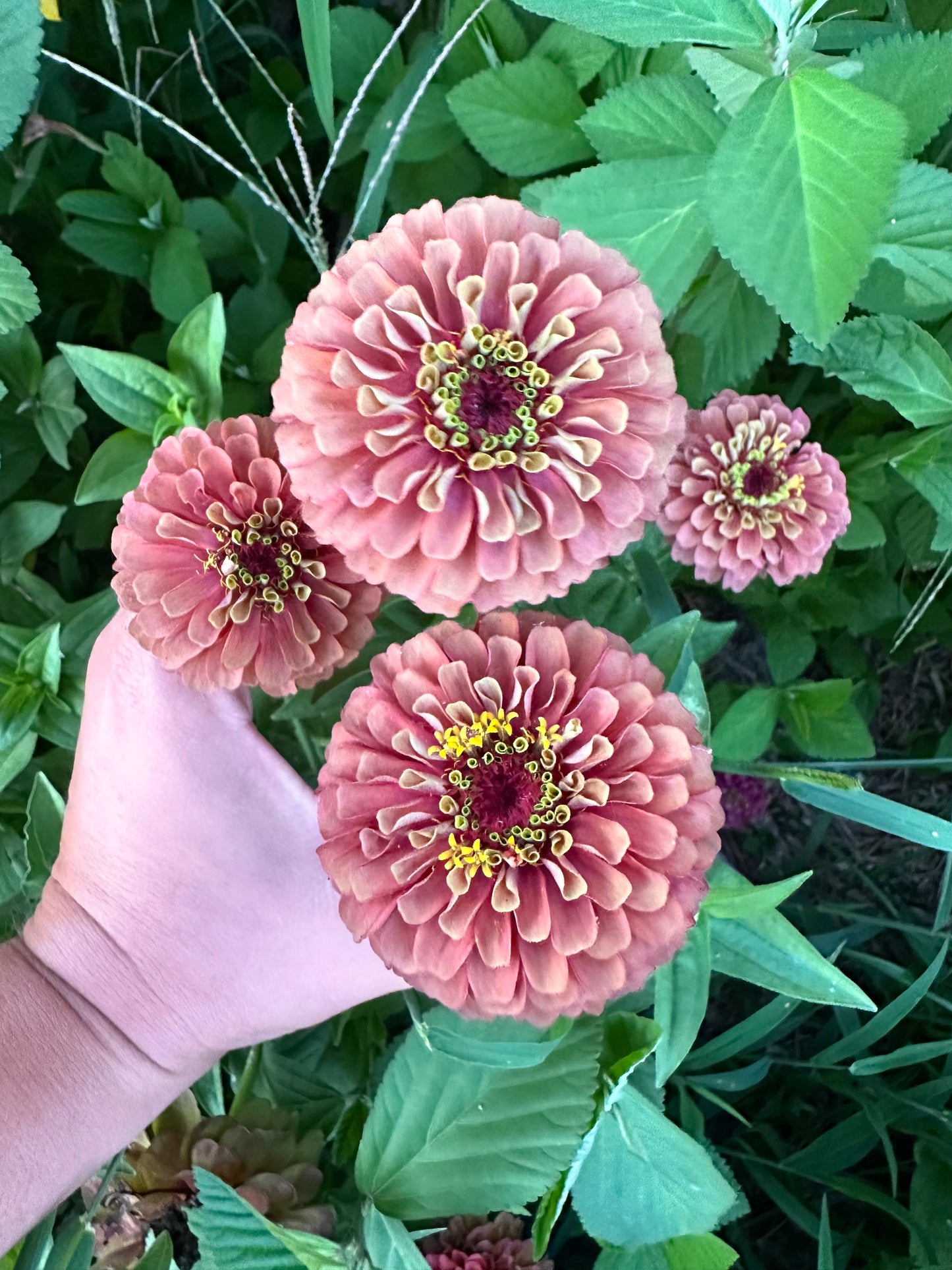 Crème de la crème 2024 Zinnia Seed Fundraiser Mix Fall Shipping