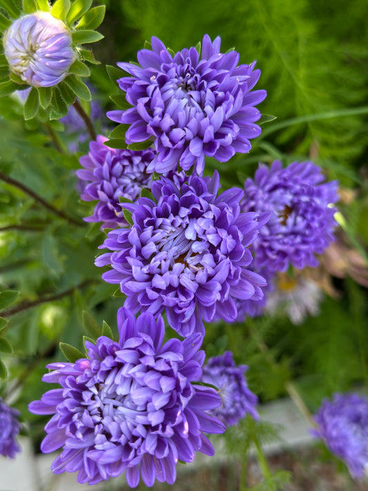 Tower Blue
China Aster Cut Flower Seed