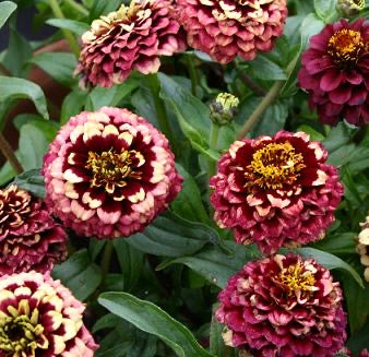 Aztec Burgandy Bicolor Zinnia Seeds Fall Shipping