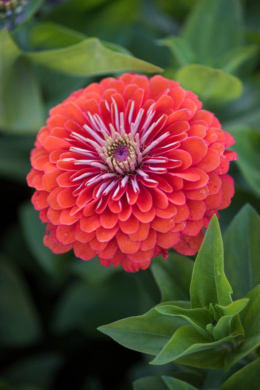 Dreamland Coral Zinnia Seeds