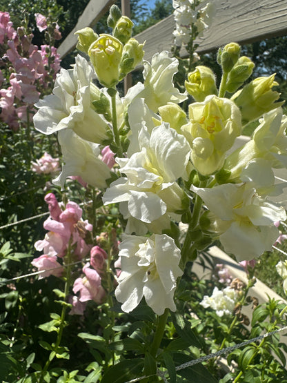 Madame Butterfly Ivory (F1) Snapdragon Cut Flower Seed (Copy)