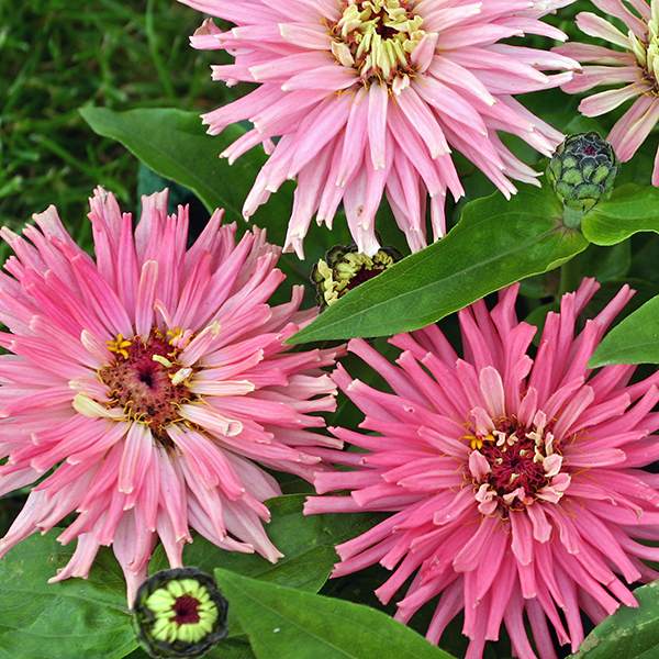 Giant Pink Cactus Zinnia Seeds