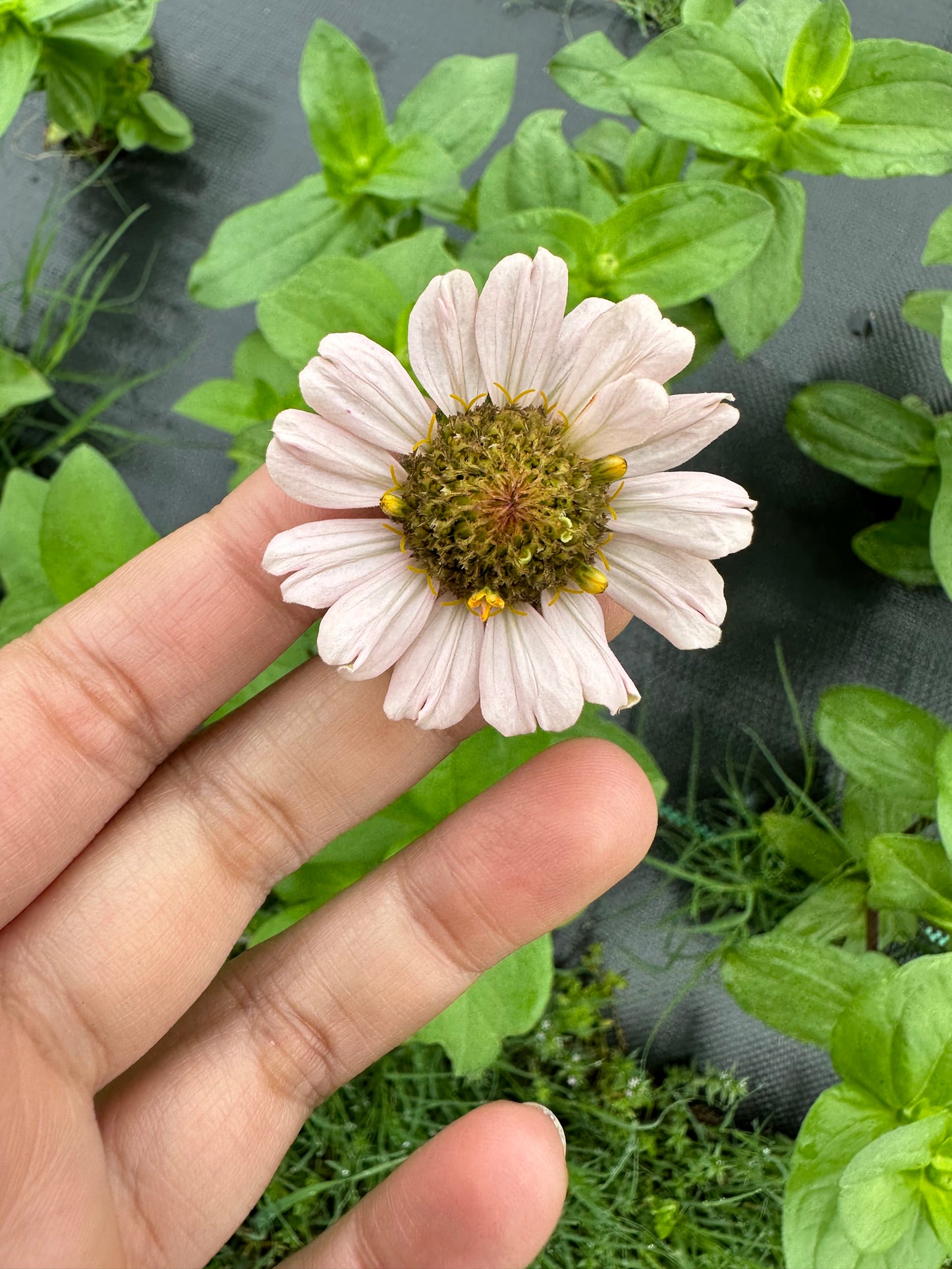 La Petite Pale Pink Zinnia Seeds