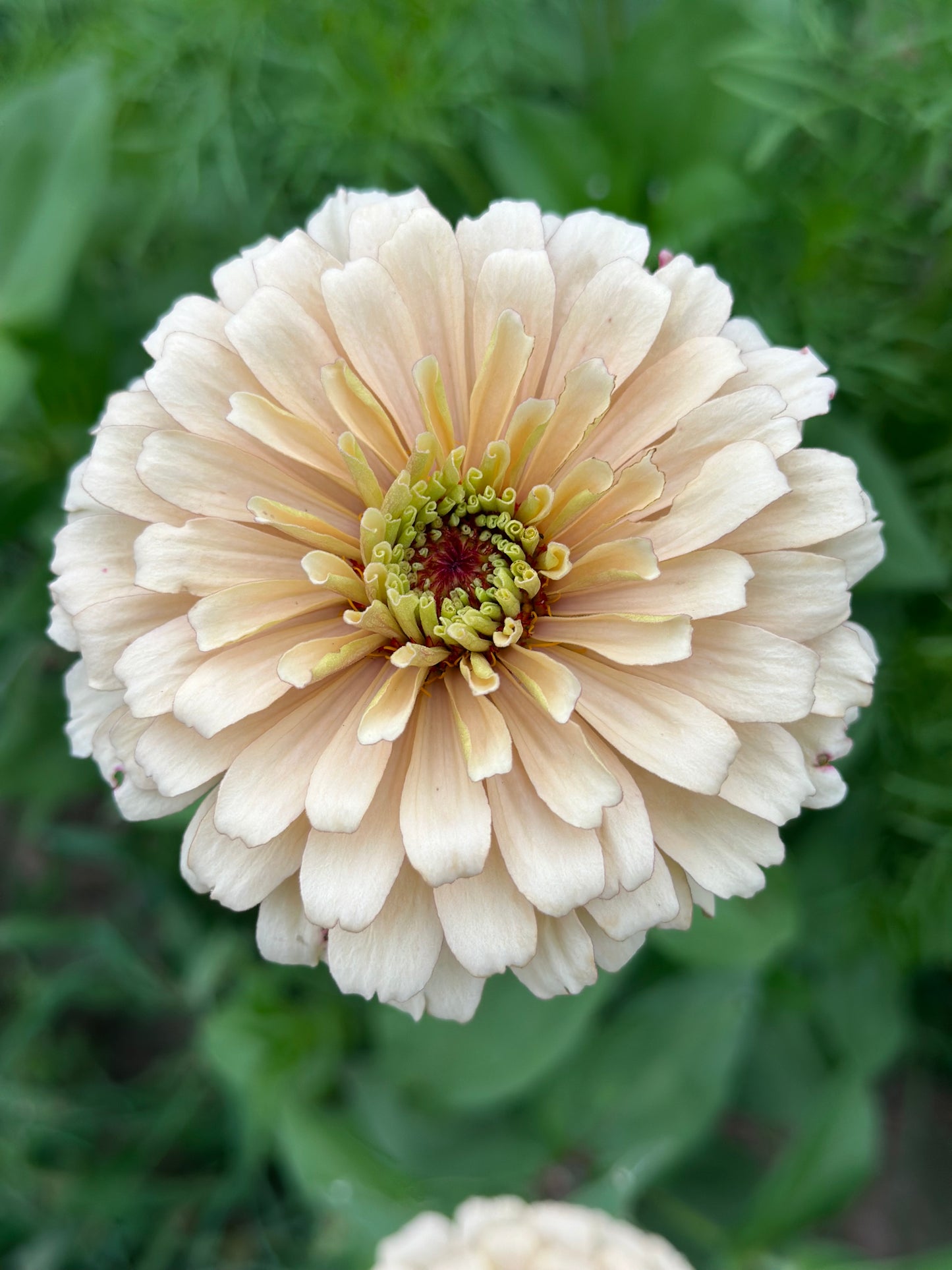 Crème Brulee Zinnia Seed Mix