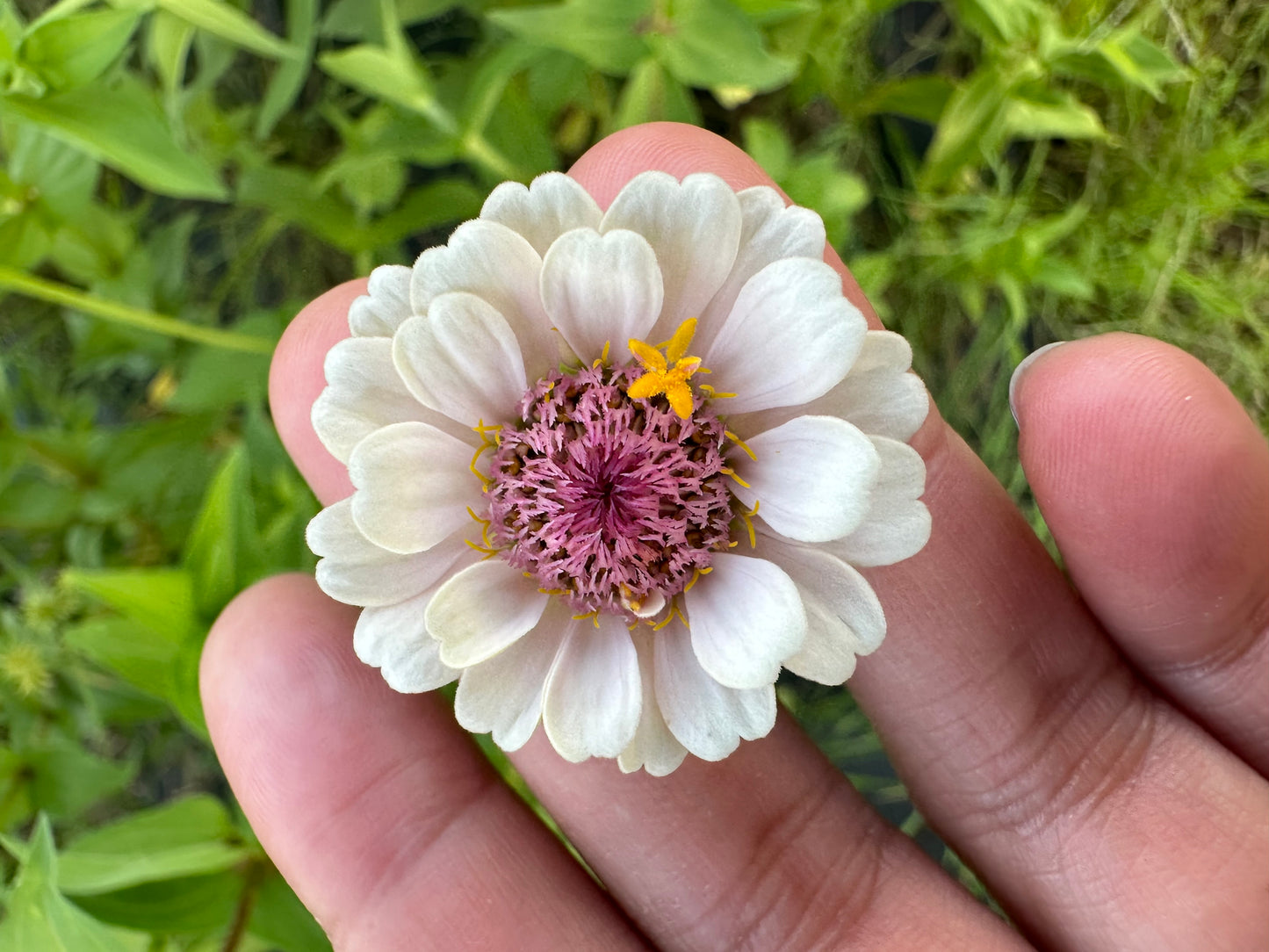 La Petite Pale Pink Zinnia Seeds