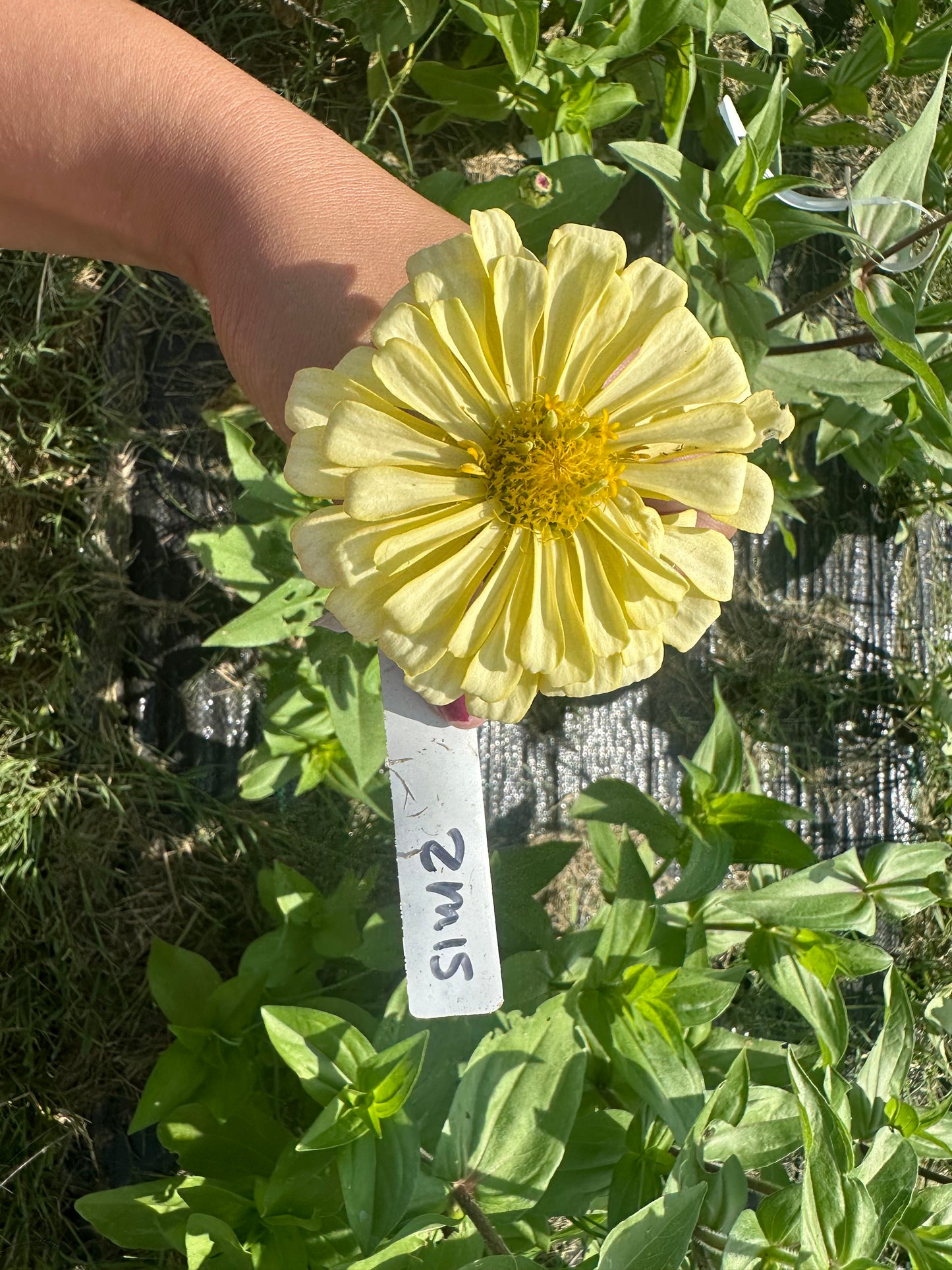 Hal’s Yellow Zinnia Seeds