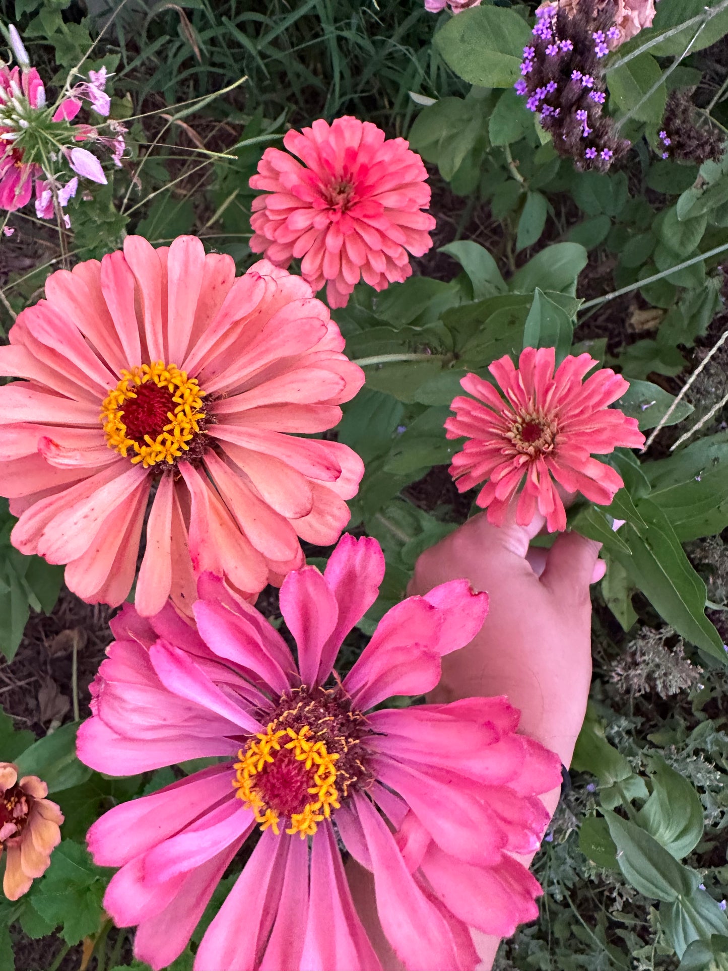 Specialty Breeder’s Pack Watercolor Zinnia Seeds