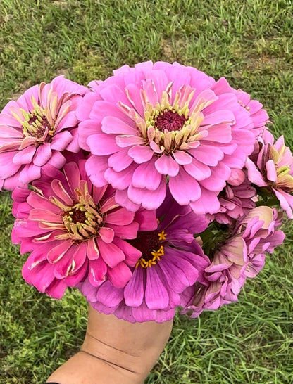 Specialty Breeder’s Pack Pink & Violet Zinnia Seeds