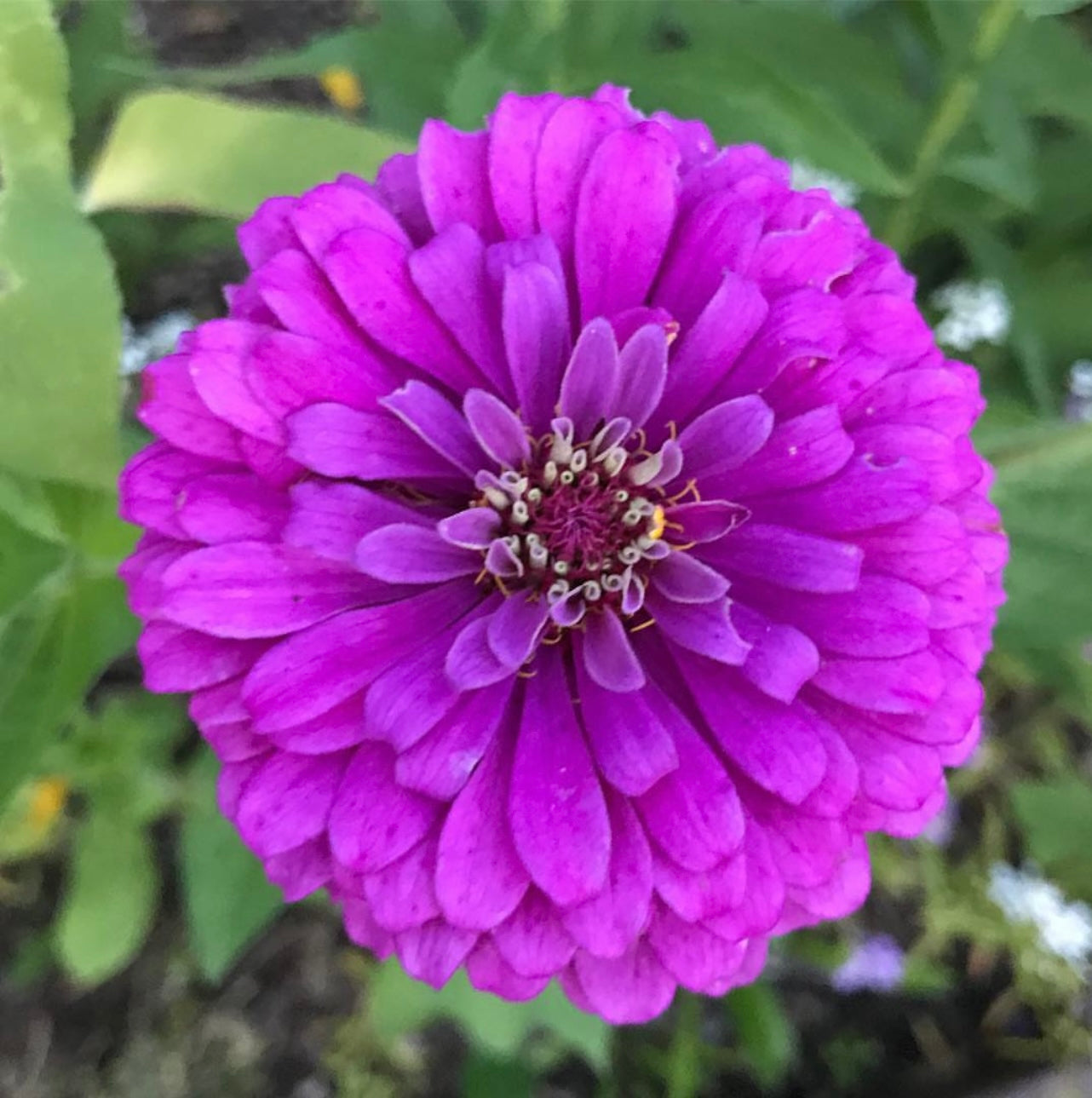 Specialty Breeder’s Pack Pink & Violet Zinnia Seeds