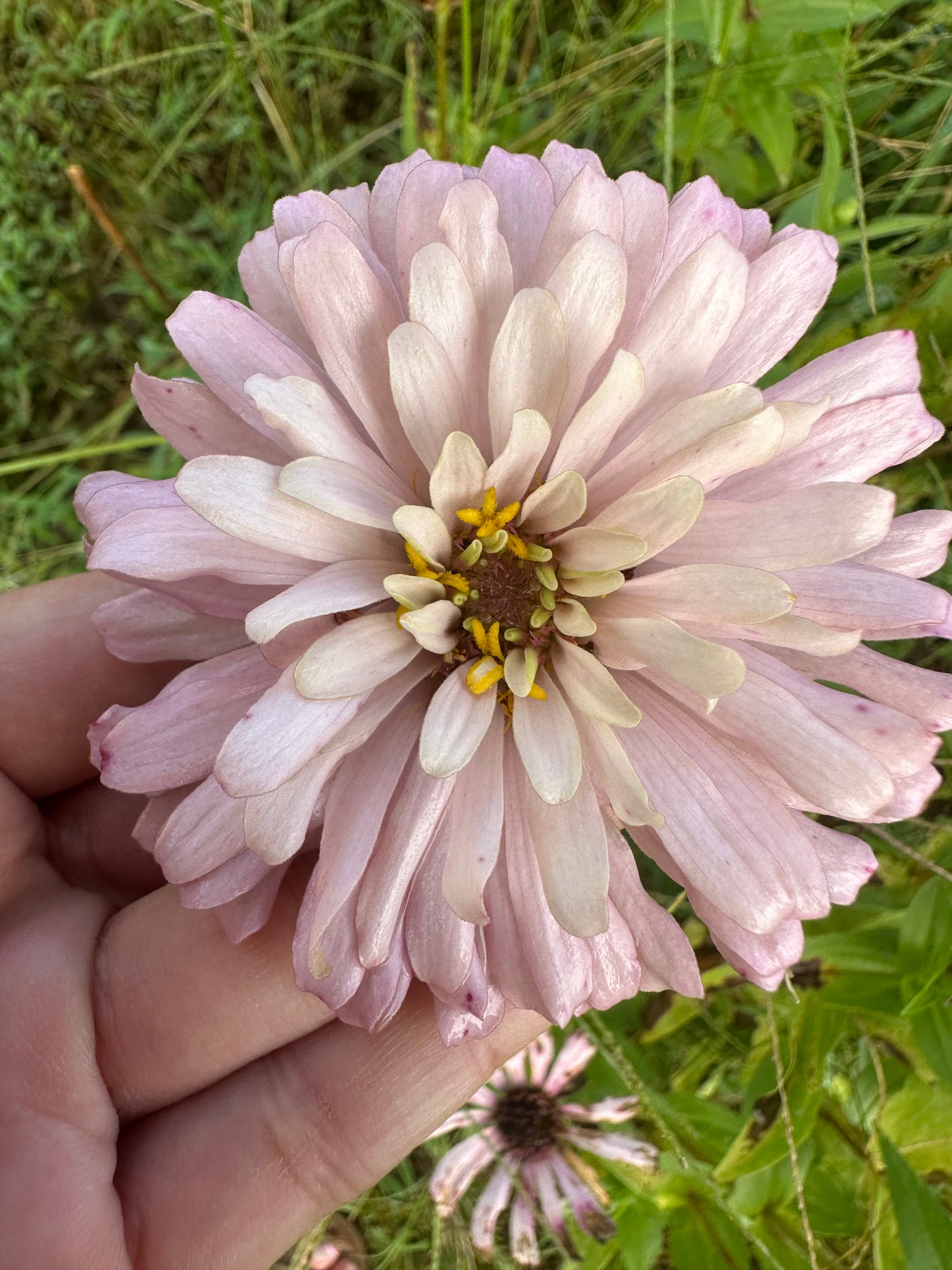 Mauvalous Specialty Breeder’s Zinnia Seeds Shipping Fall 2024