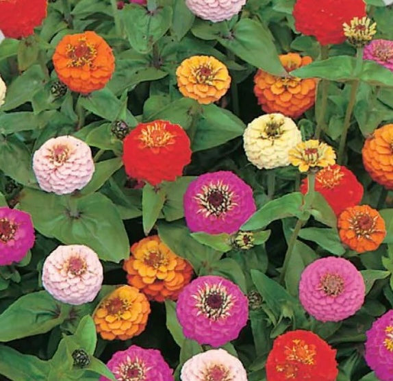 Zinnia Dwarf Thumbelina Mix – 1,200 Bulk Seeds – Zinnia Elegans Flower Seeds