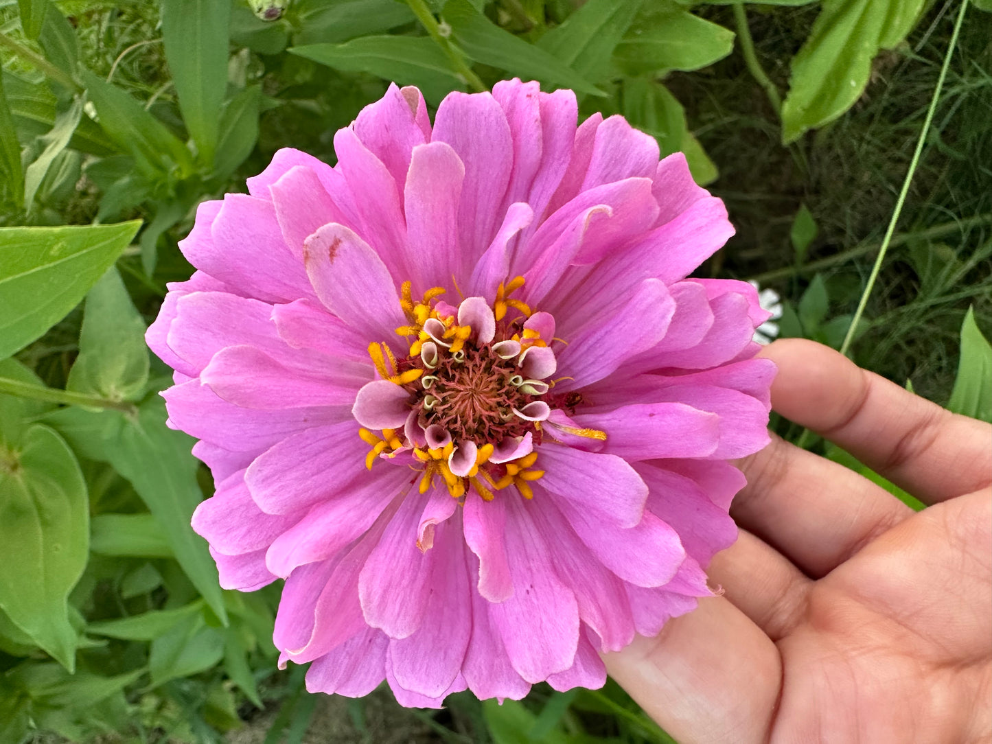 Strawberry & Cream Mix Zinnia Seed Mix