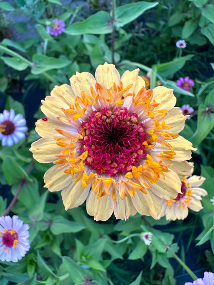 Pastel Tufted Zinnia Seeds