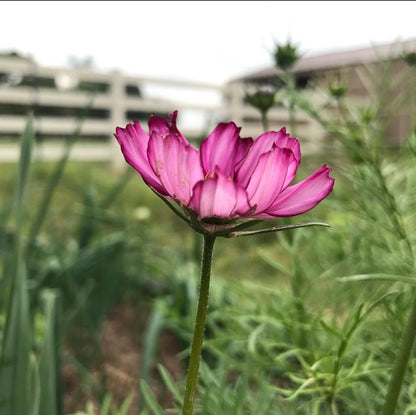 Picotee Cosmos Cut Flower Seeds