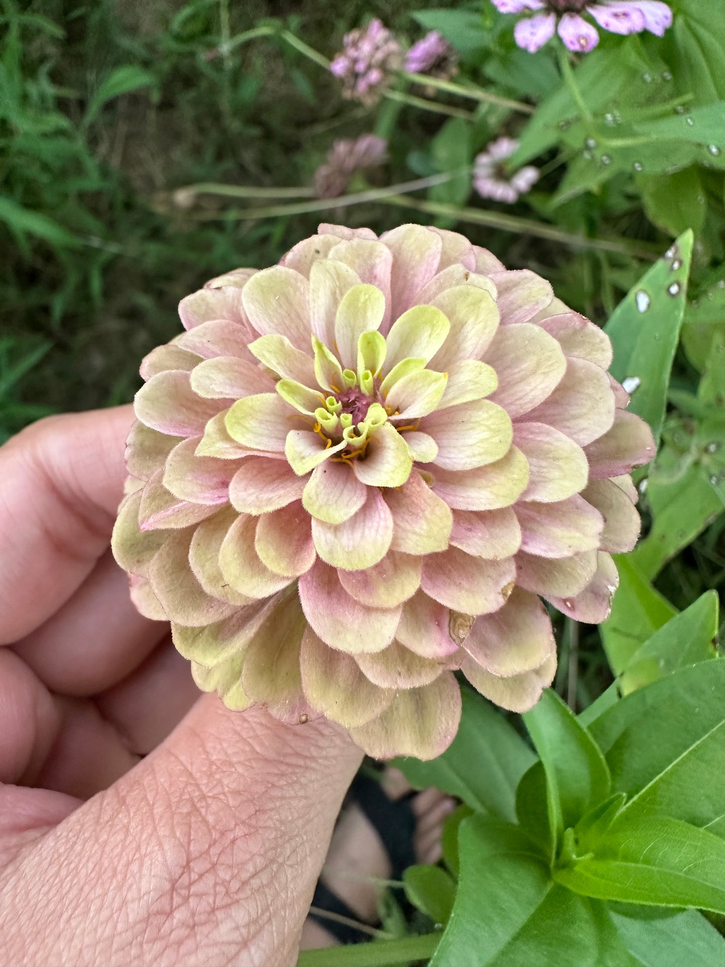 Queen Lime With Blush Zinnia Seeds