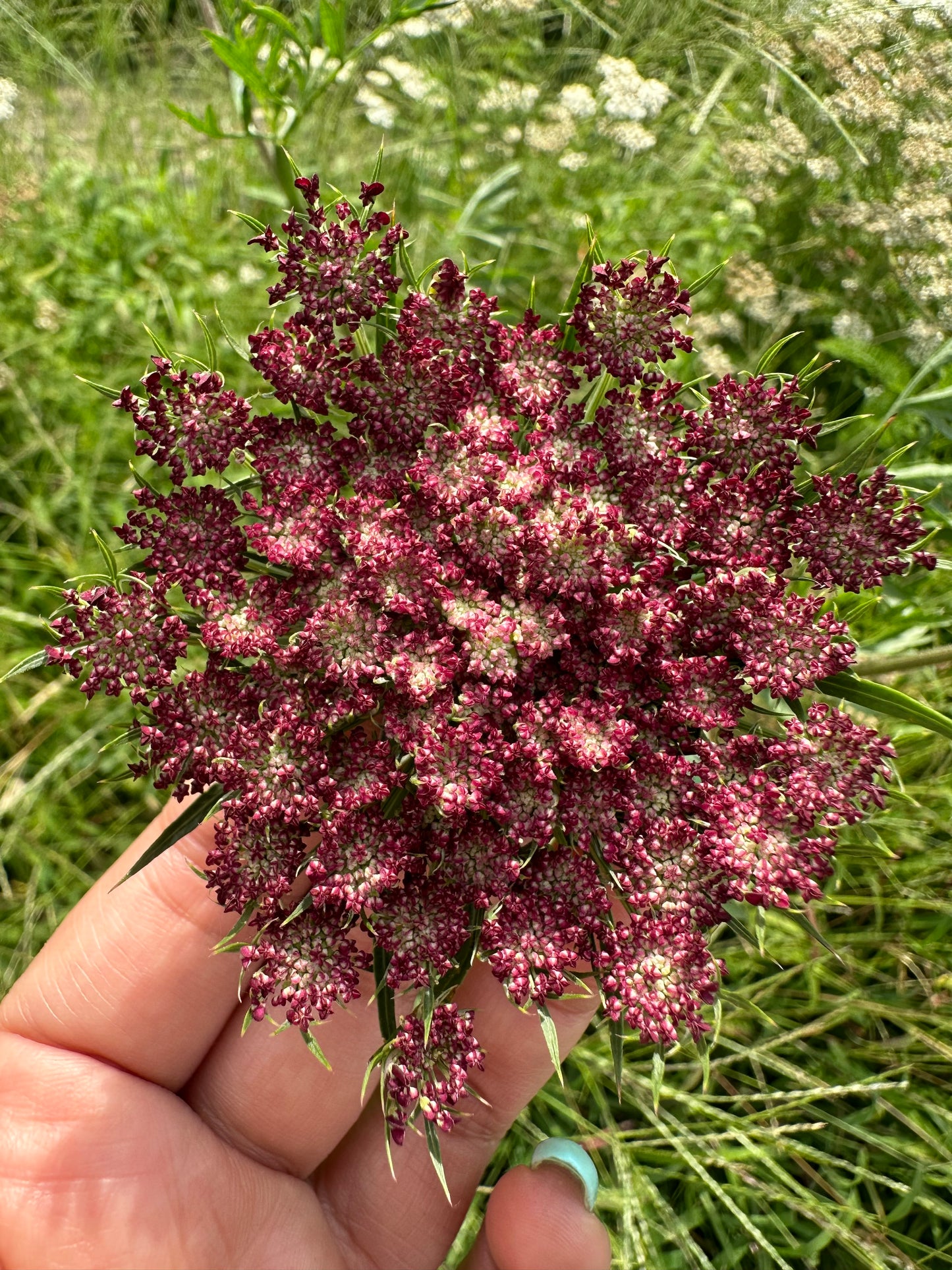 Chocolate Lace Flower Cut Flower Seeds