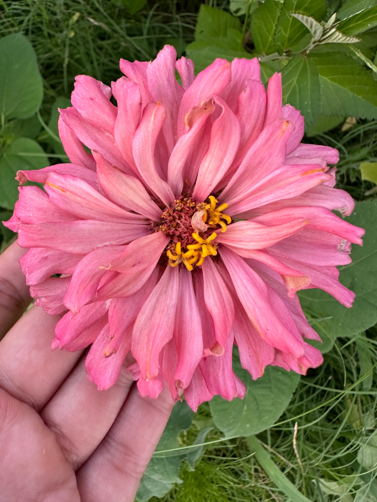 Pinks & Peach Mix Zinnia Seeds