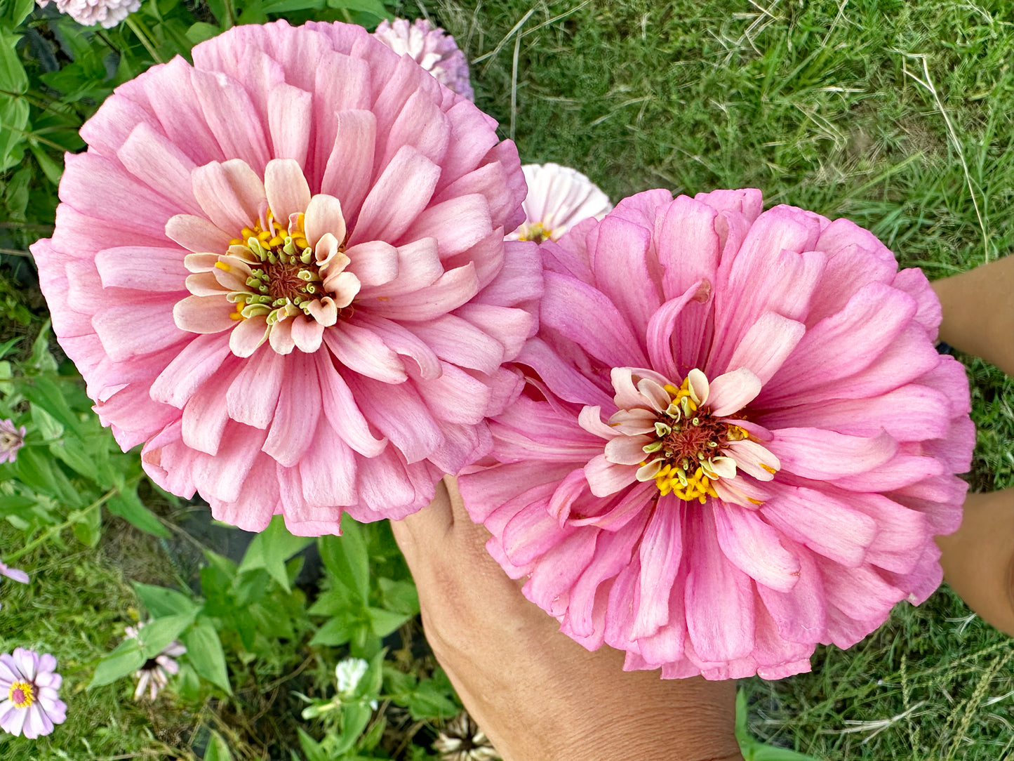 Pinks & Peach Mix Zinnia Seeds