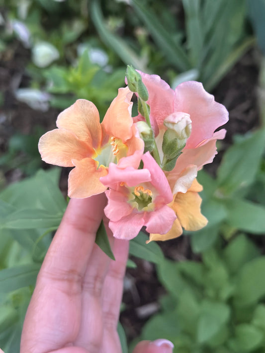 Chantilly™ Light Salmon
Snapdragon Cut Flower Seeds