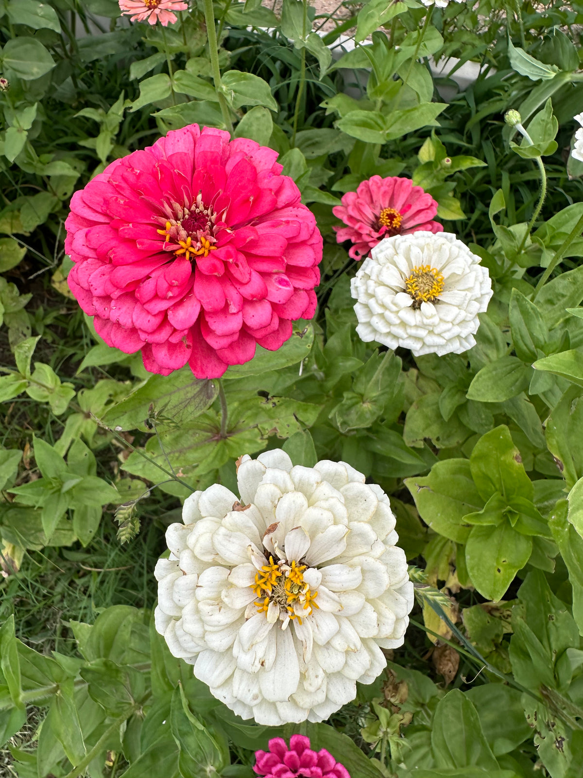 Pink & White Breeding Project