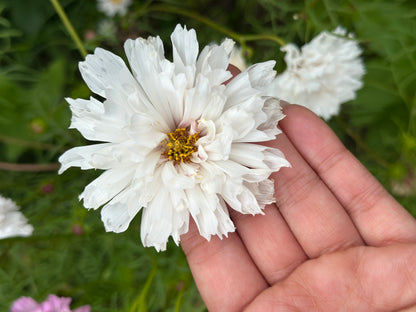 Cosmos Muted Breeding Project Cut Flower Seed