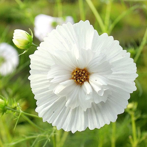 Cupcakes White Cosmos Cut Flower Seed