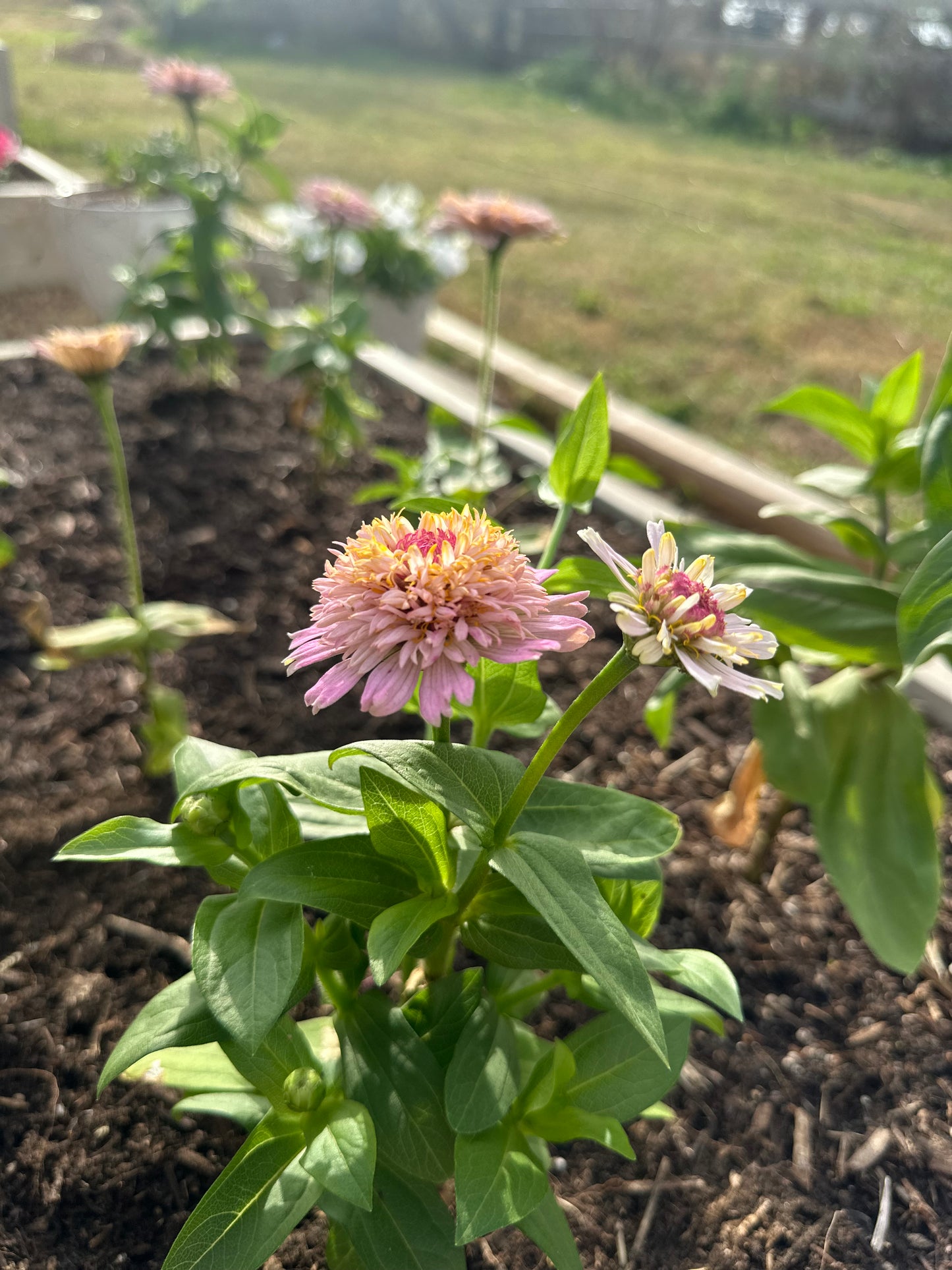 Pastel Tufted Zinnia Seeds