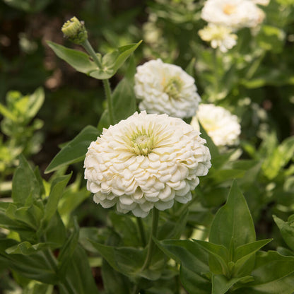 Giant White Zinnia Seeds