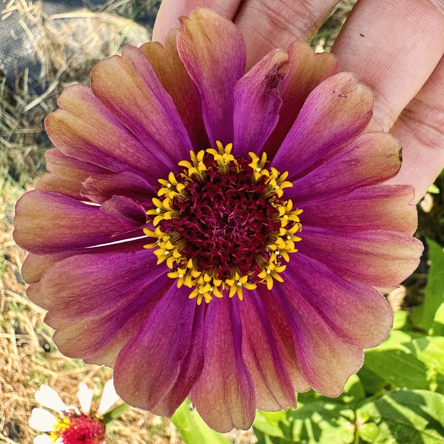 Sombrero Zinnia