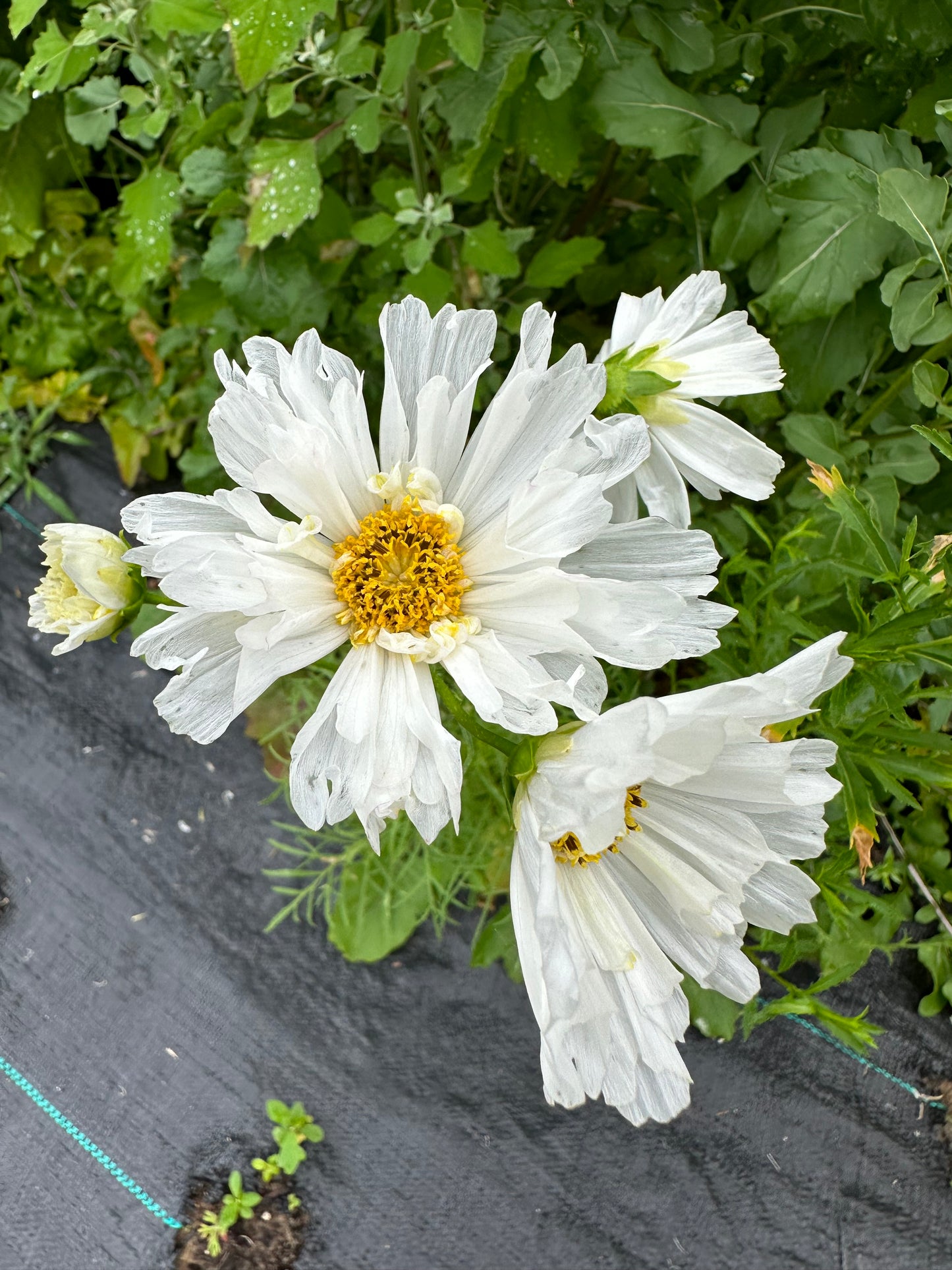 Fizzy White Cosmos Cut Flower Seeds