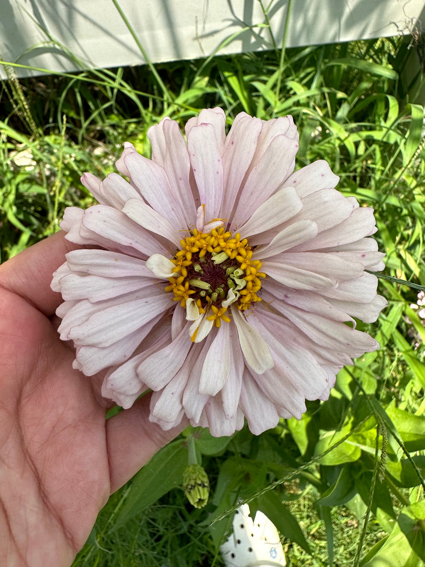 Mauvalous Specialty Breeder’s Zinnia Seeds Shipping Fall 2024