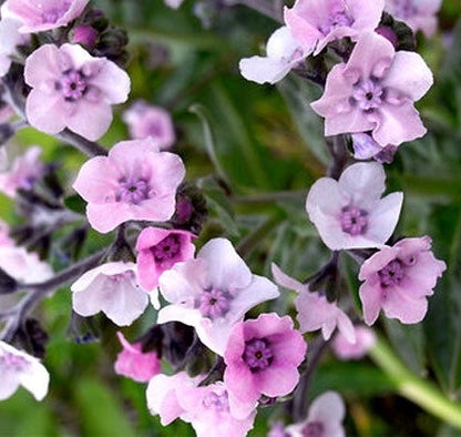 Rose Forget Me Not Cut Flower Seeds