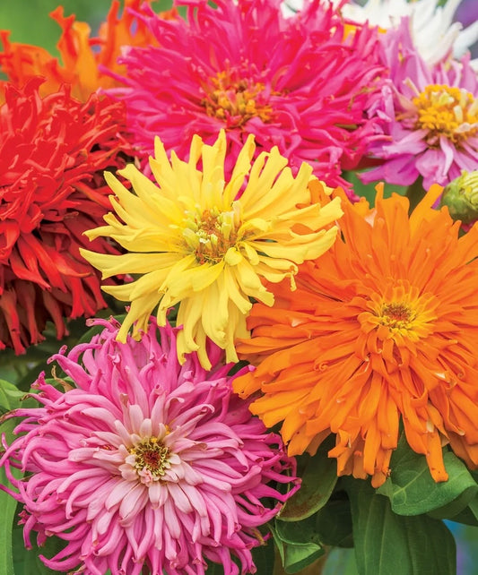 Cactus Mix Zinnia Seeds