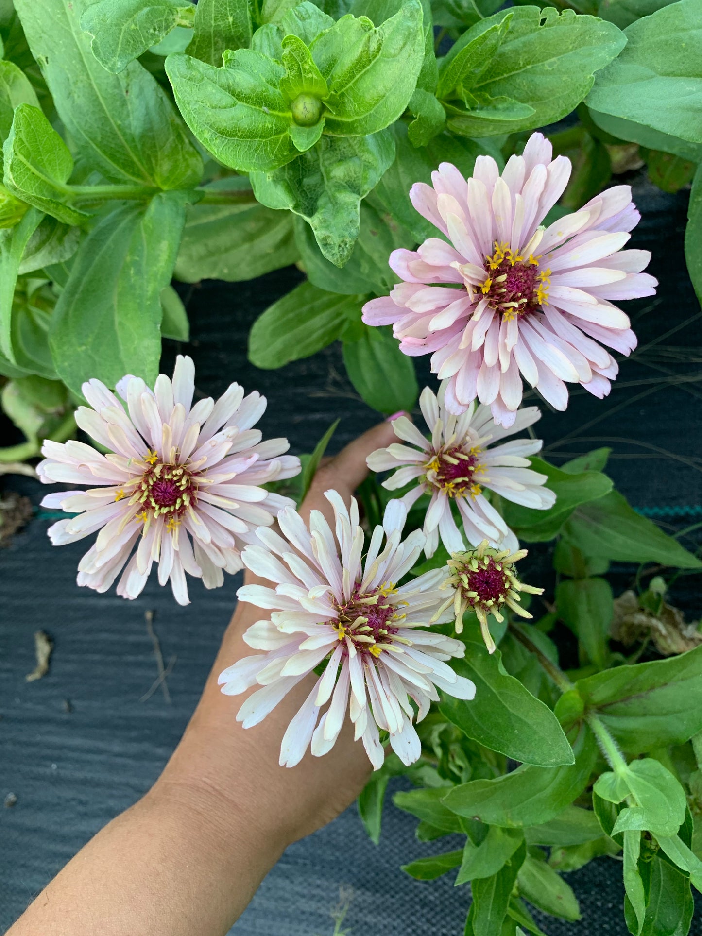 Spun Sugar Cactus Zinnia Seeds