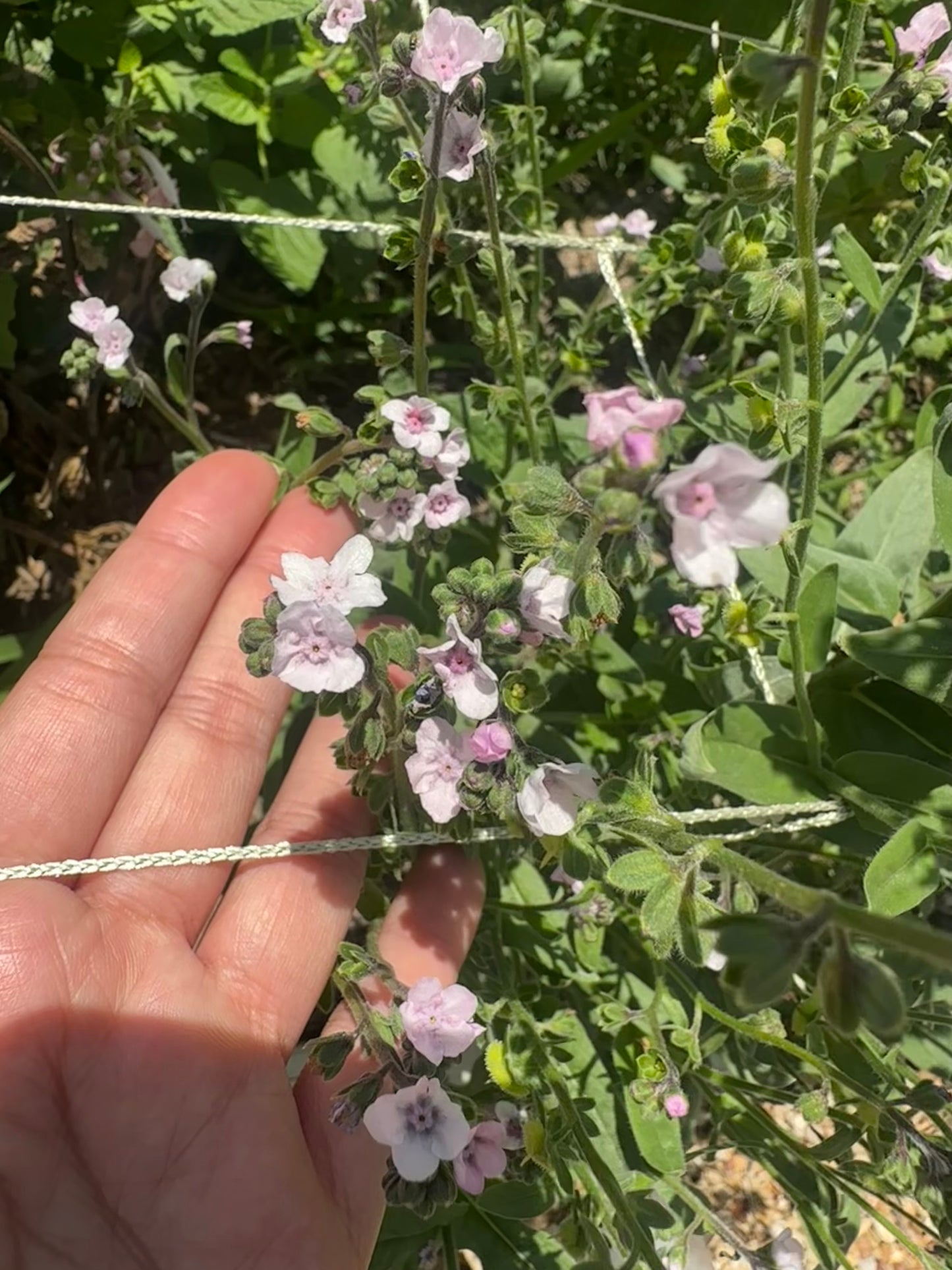 Rose Forget Me Not Cut Flower Seeds