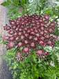 Chocolate Lace Flower Cut Flower Seeds
