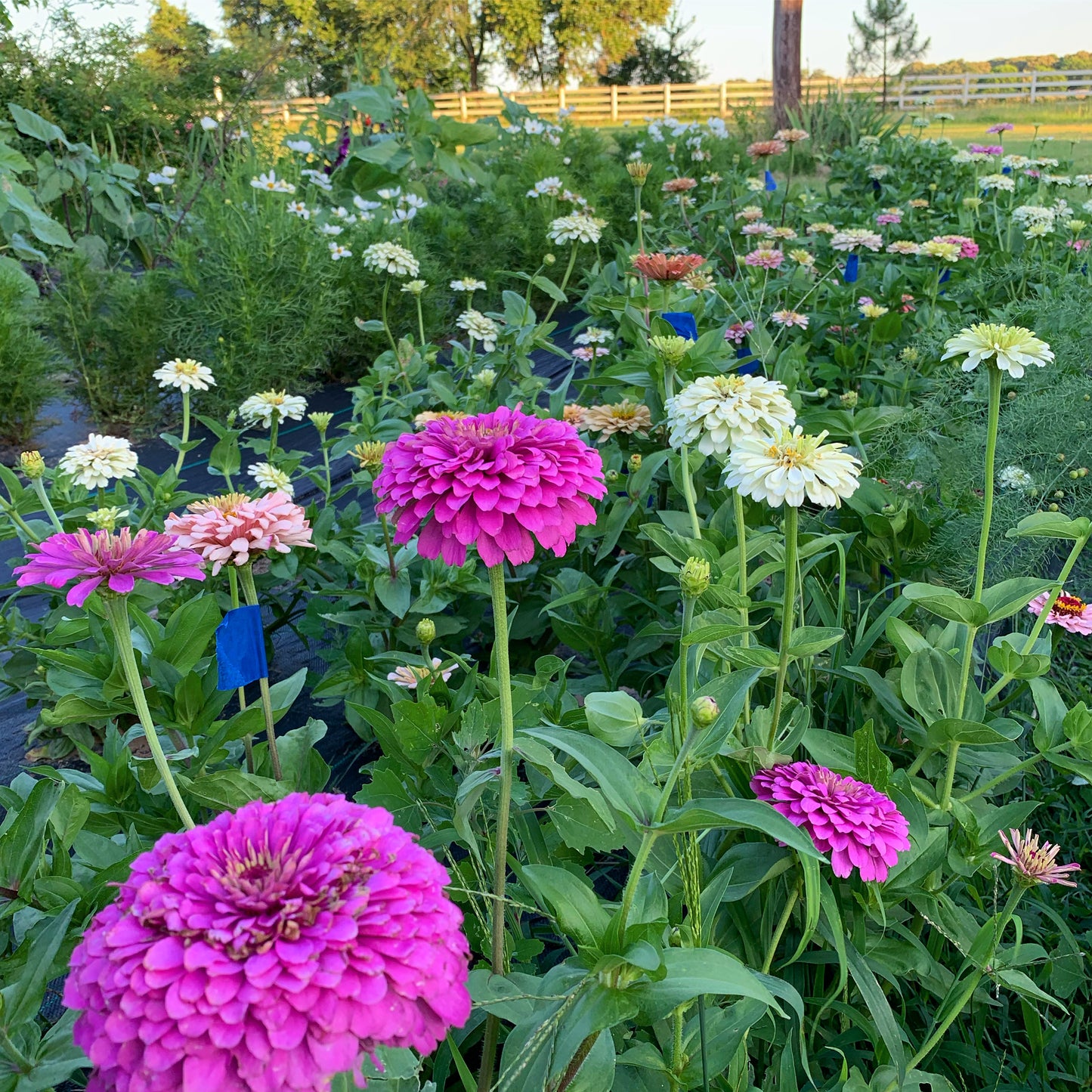 Giant Lilac Heirloom Zinnia Seeds