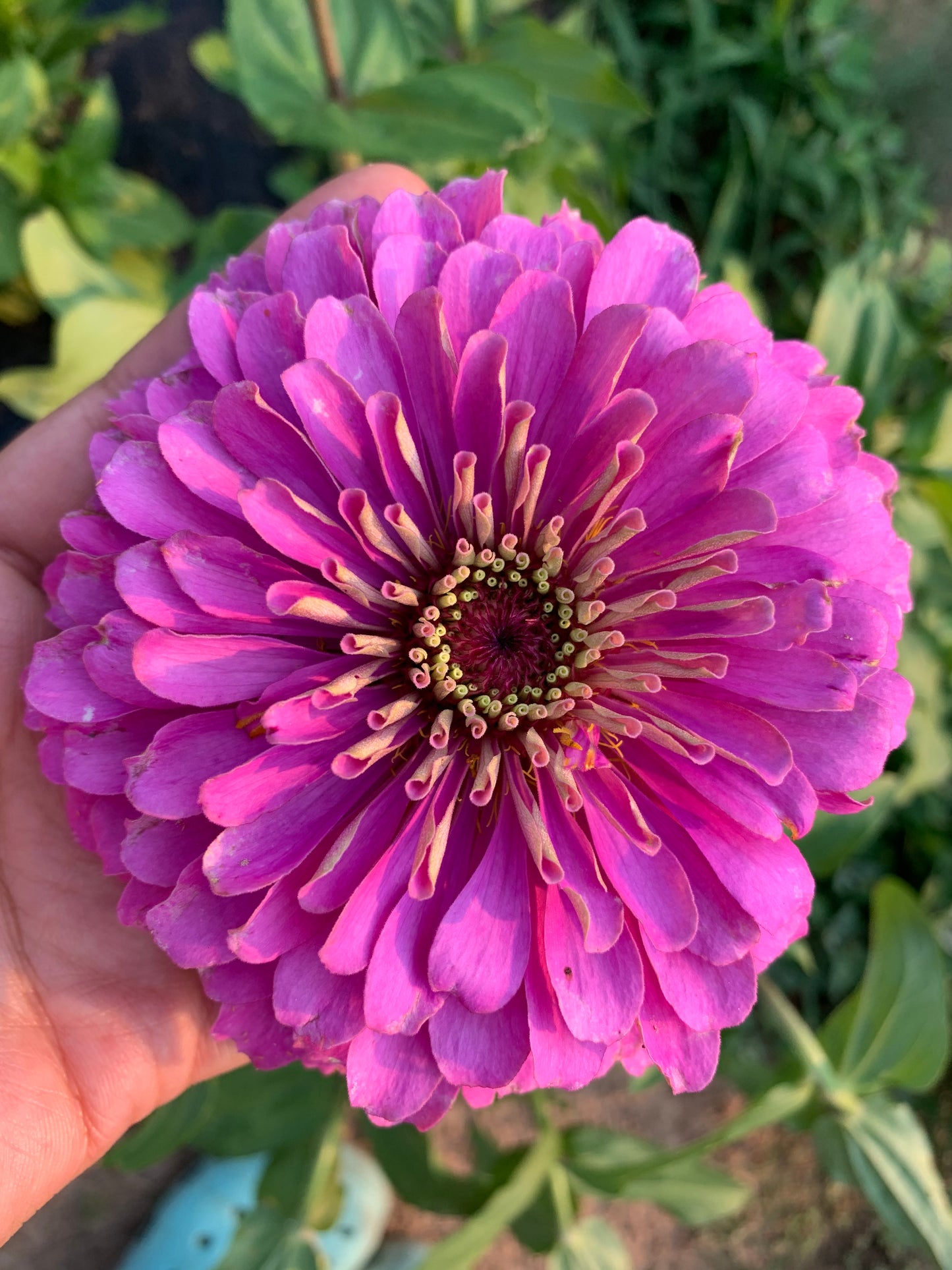 Giant Lilac Heirloom Zinnia Seeds