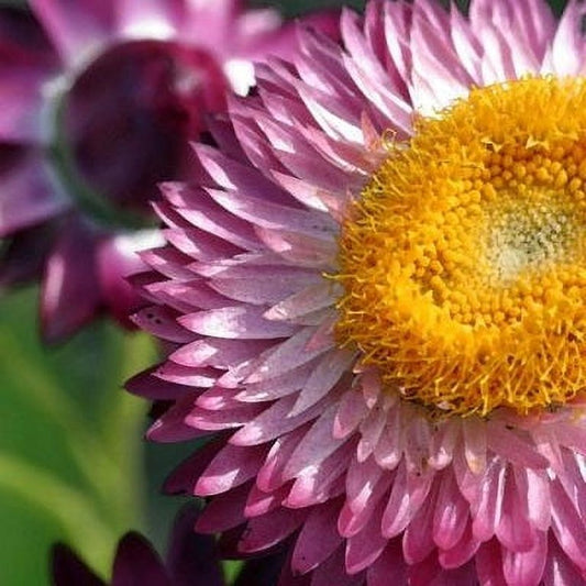 Bright Rose strawflower cut flower seeds