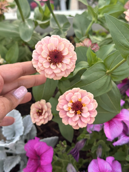 La Petite Mix Mini Zinnia Seeds