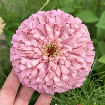 2026 Zinnia Seed Fundraiser Pack