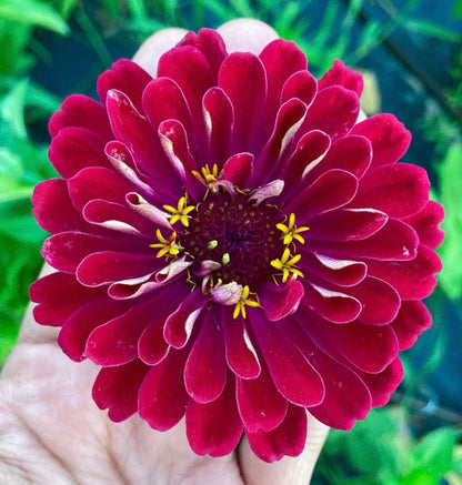 Meteor Zinnia Seeds