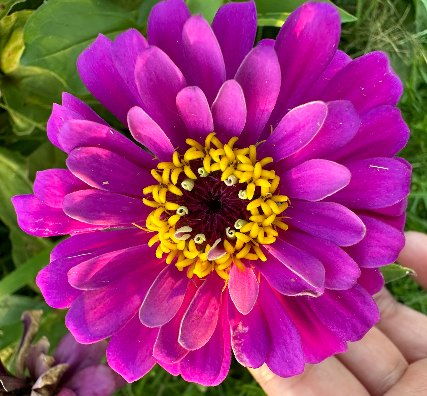 Pastel Lilacs Zinnia Seeds