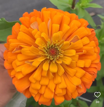 Mango Zinnia Seed Mix